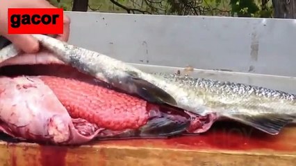 ASTAGA !!! RATUSAN JUTA RUPIAH DIDALAM PERUT IKAN INI