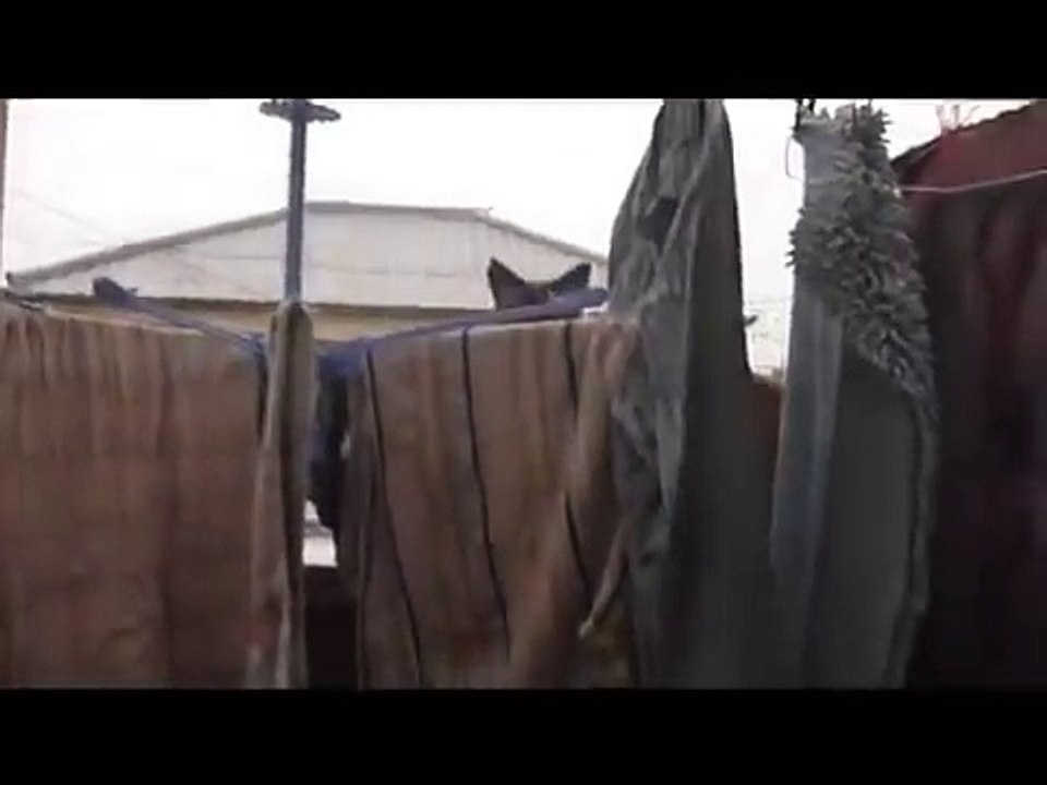 Chat qui saute dun balcon et .. FAIL