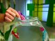 Zuru RoboFish Robo Fish Aquarium Fish Bowl Water Activated Battery Kids Toy Play Set
