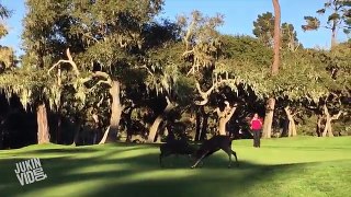 Deer Scuffle on Golf Course | Hit the Links