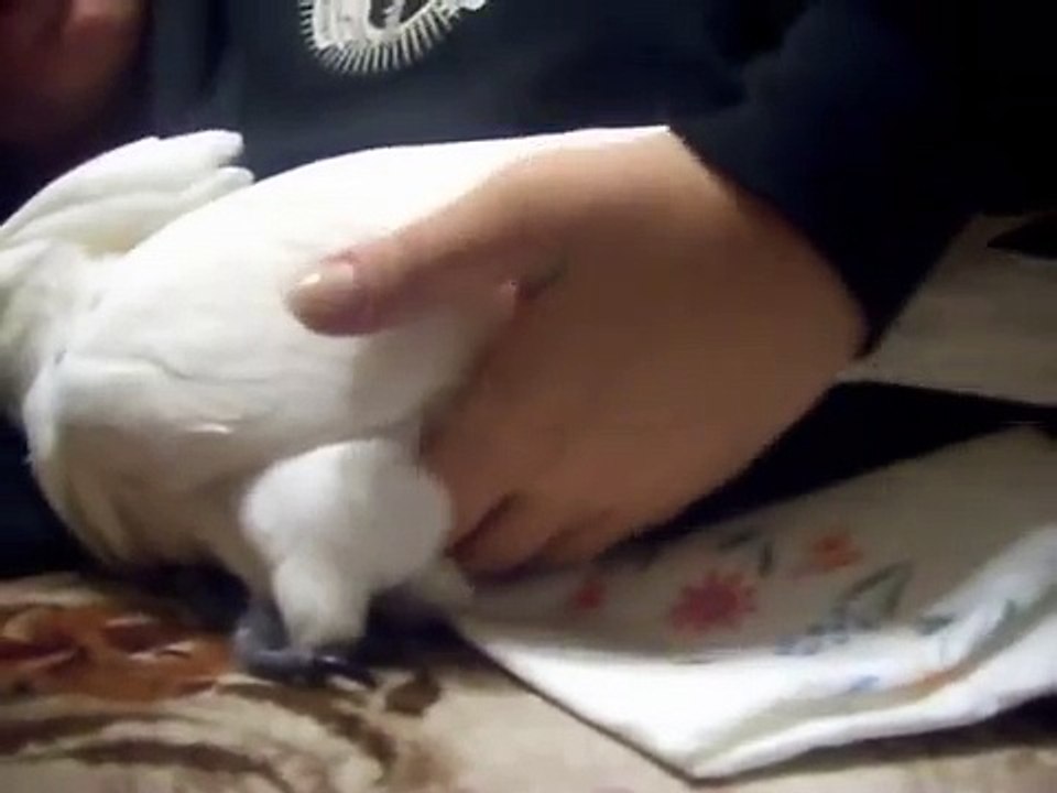bella laying an egg part 1