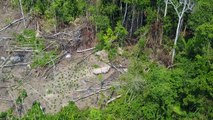 Drones captan indígenas aislados en la Amazonía brasileña