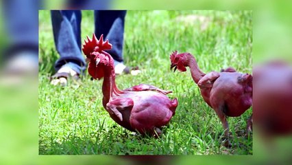 10 Craziest  Animals Created By Man