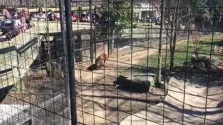 Person jumping tiger fence at Toronto Zoo for a hat