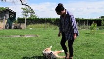 5 exercices faciles Dog dancing berger australien 17 mois
