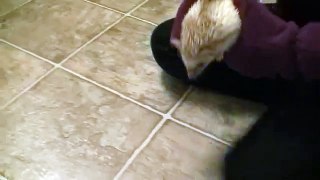 Kitty Cat Meets Baby Hedgehog