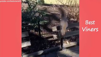 JEROME JARRE Squirrel Vine compilation Best Viners