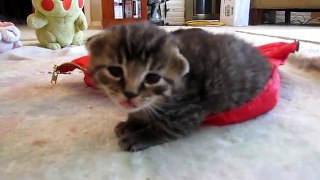 Adorable 2 Week Old Baby Kitten Hissing