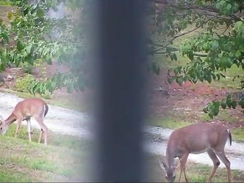 DEER Pregnant with her young Buck following her