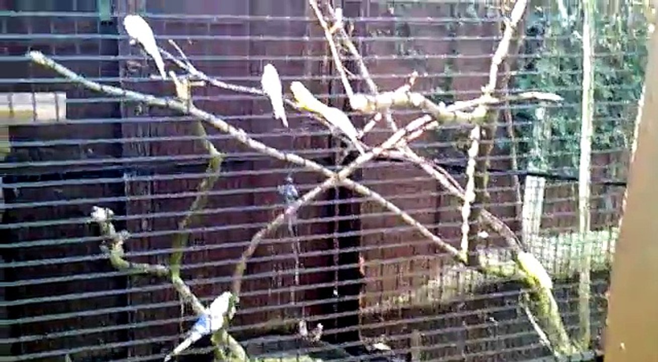 Our heated aviary with water feature..