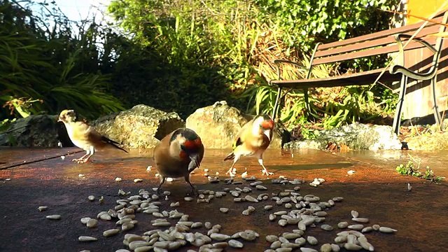 Videos For Cats To Watch with Their Owner Goldfinch Birds Ground Feeding