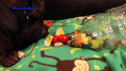 Monkey Dinner Time! TASTE TESTS!