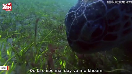 Rùa biển không mai 228 triệu năm