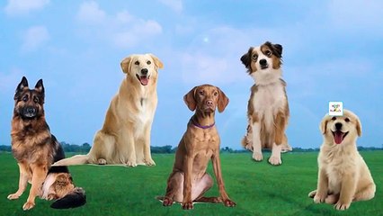 Dog Finger Family Nursery Rhyme | Dog Daddy Finger Song for Kids Baby Learning Videos