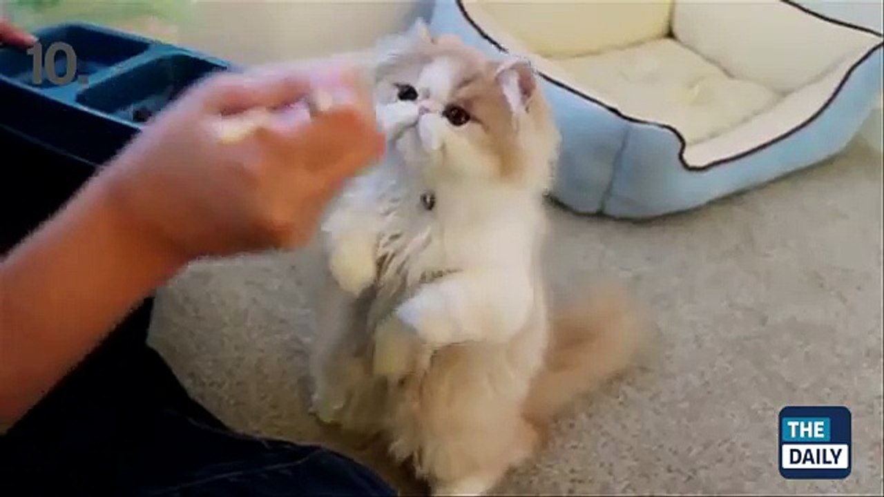 TOP 10 BEST CAT VIDEOS OF ALL TIME!