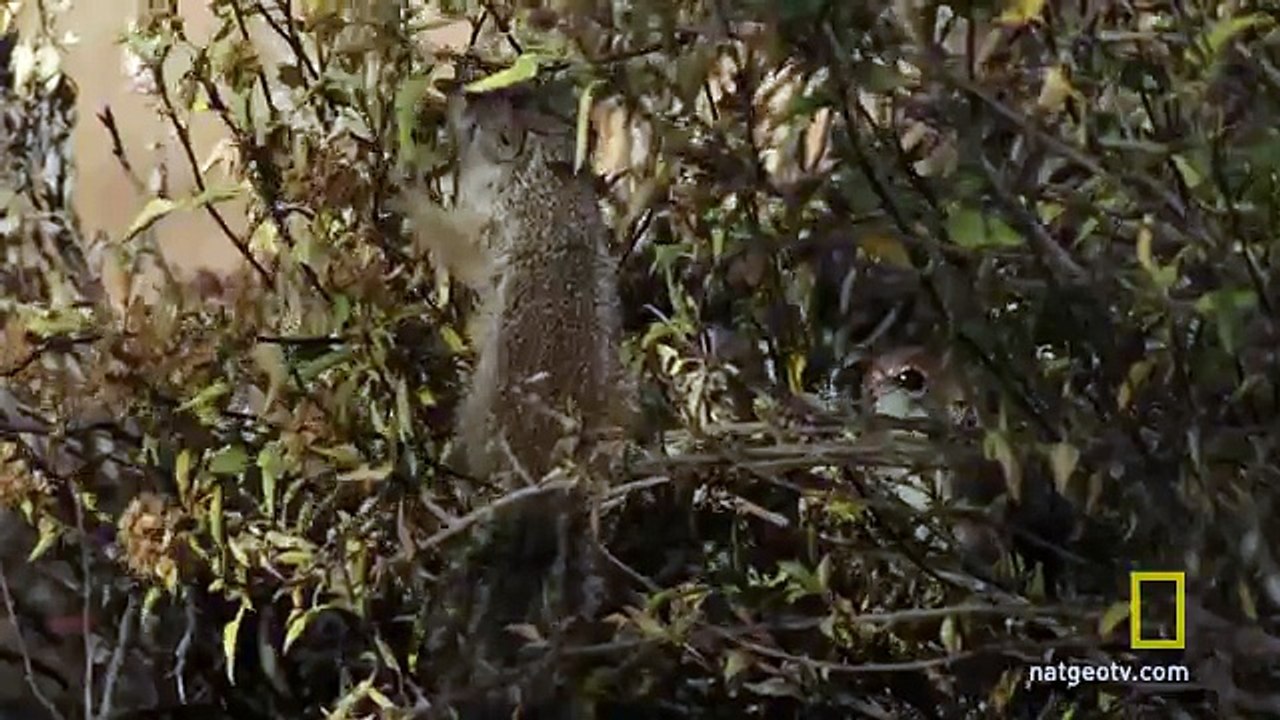 Squirrels Just Wanna Have Fun | Americas National Parks