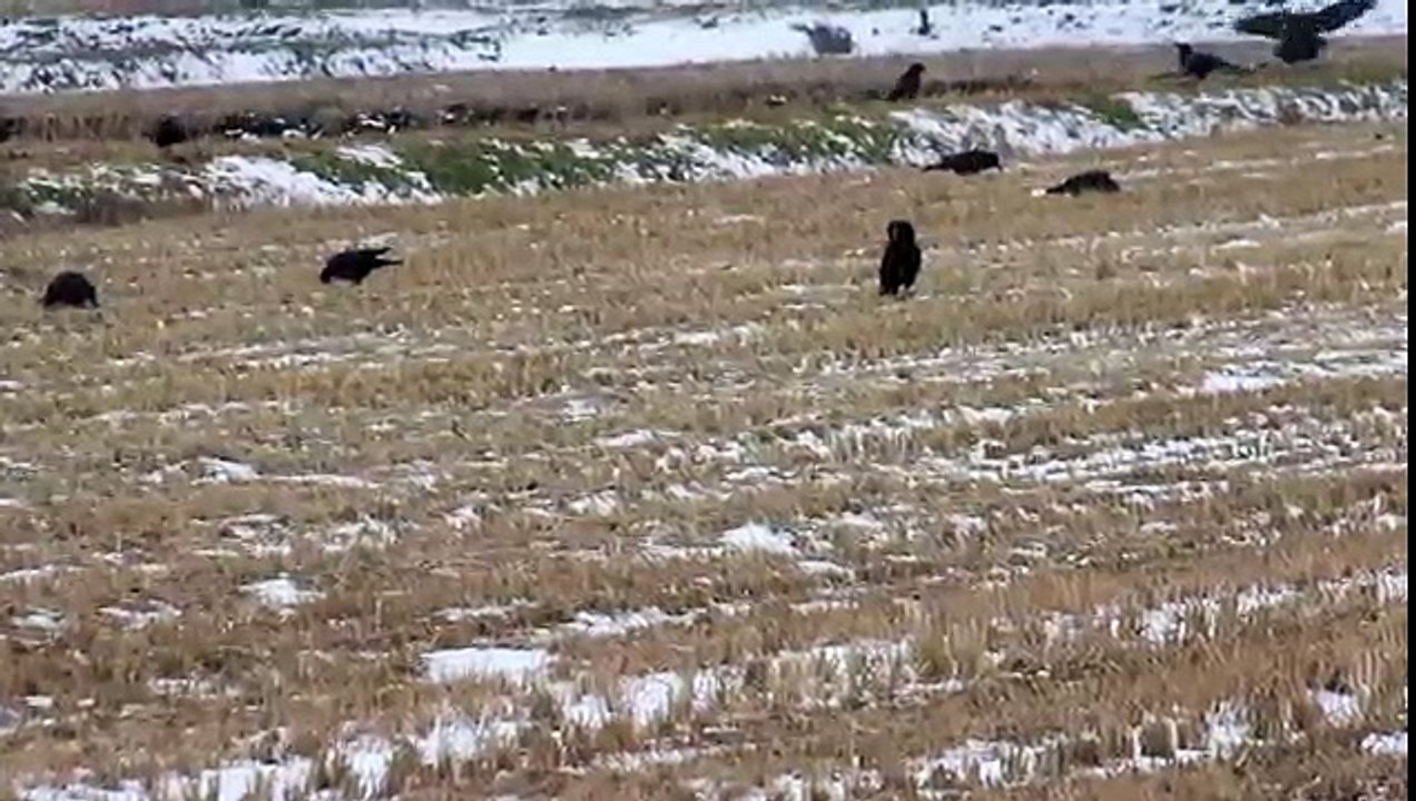 Crows Flying