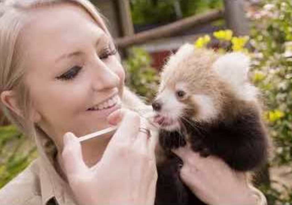 Baby Red Pandas Frolic at Symbio Wildlife Park