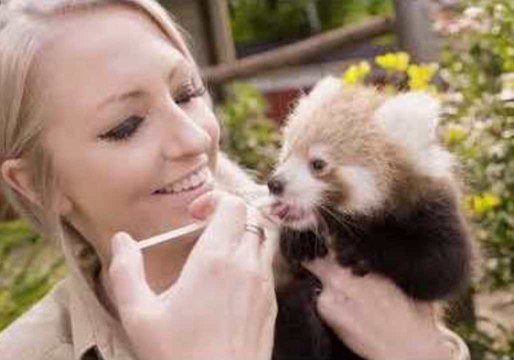 Baby Red Pandas Frolic at Symbio Wildlife Park