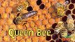 BEES | Animals for children. Kids videos. Kindergarten | Preschool learning