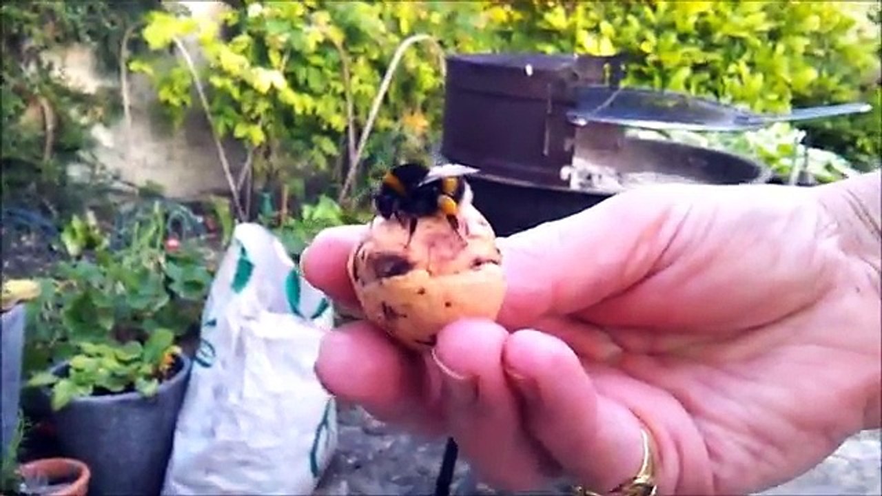 Bumble Bee Gives me a High Five!!