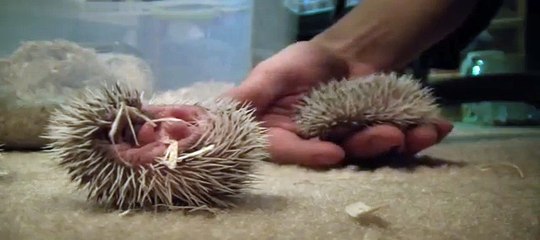1 week old African Pygmy Hedgehogs