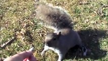 Feeding Squirrels At Loring Park Minneapolis new