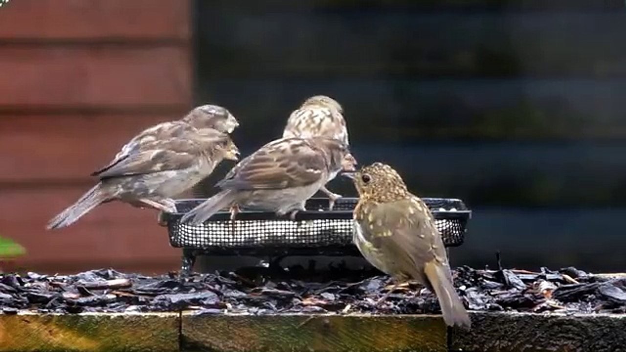 Videos For Cats To Watch Birds in The Rain