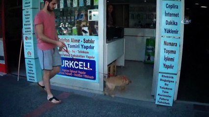 Kazancının yüzde 10'una kediler ve köpekler ortak