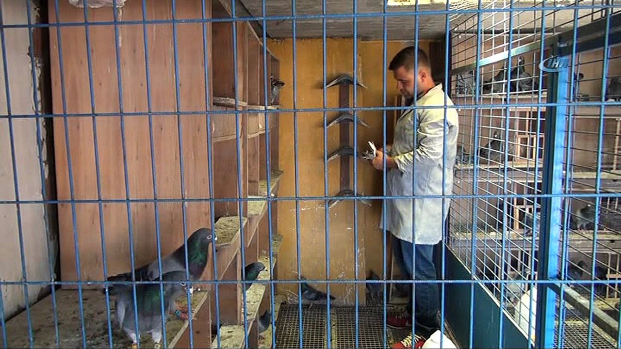 Güvercin hobisi şampiyonluk getirdi...Mesafe tanımayan güvercin sahibine kupa kazandırdı