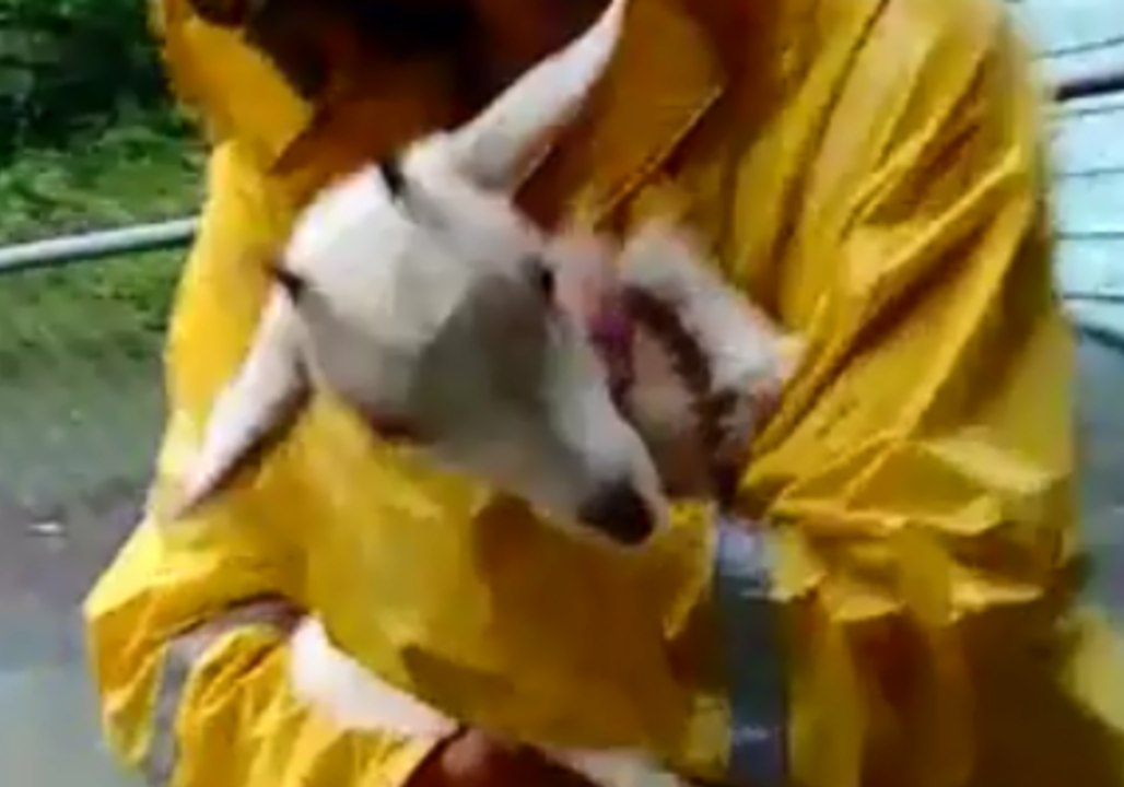 Residents Rescue Goats in Hilo as Hurricane Lan...