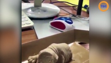 Des glaces en forme de chiot !