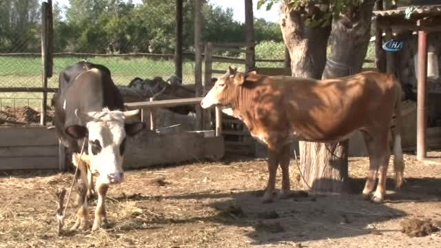 İhh Azerbaycan'da Kurban Kesimi Yaptı