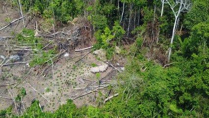 Brésil : une tribu isolée repérée en Amazonie