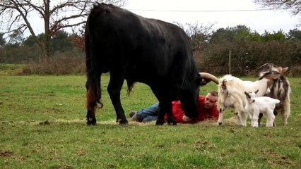 Il se couche sur un taureau pour montrer qu'il est inoffensif... Adorable