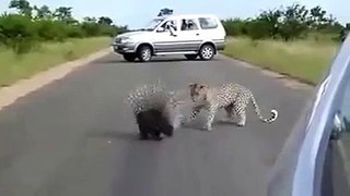 Defense by Porcupine against Leopard Attack