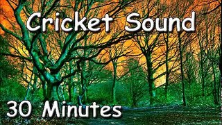 NATURE MUSIC With Cricket Sound 30min for relaxation meditation or increase concentration