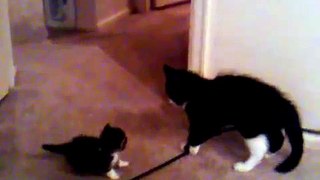 Cat smacks kitten