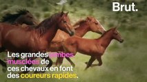 Pourquoi les poneys sont-ils si petits ?