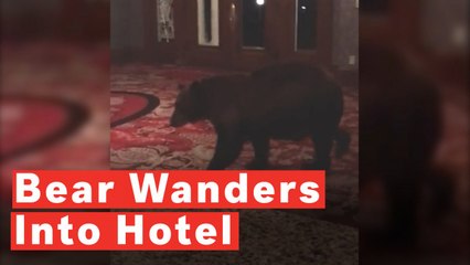 Bear Wanders Into Hotel Lobby And Tries To Get Comfortable On Couch