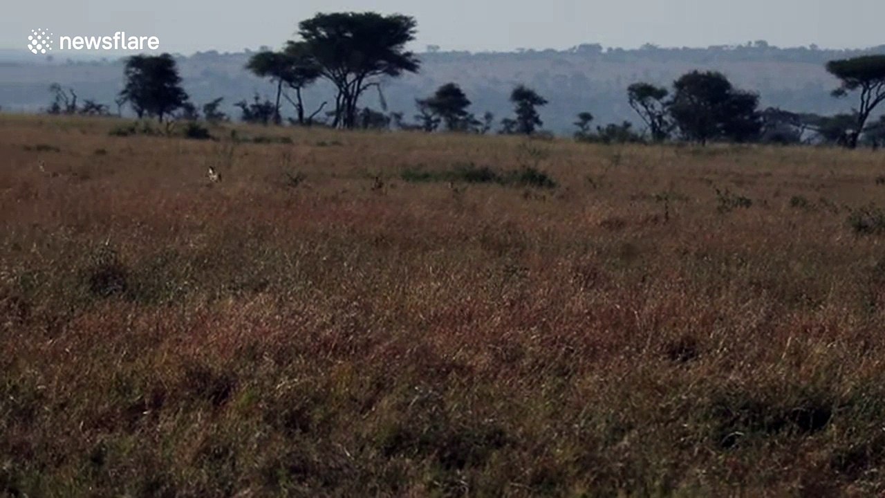 Eleven-year-old tourist captures amazing cheetah hunt