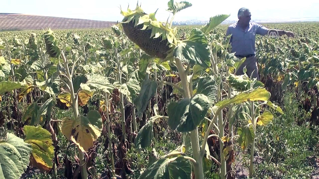 Bulanık'ta bin dönüm alanda ayçiçeği ekimi yapıldı - MUŞ