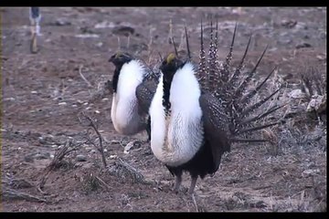 Greater sage grouse strut display