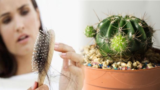 Cactus Water to treat Hair Fall: हेयर फॉल रोकने के लिए करें कैक्टस वॉटर का इस्तेमाल | Boldsky
