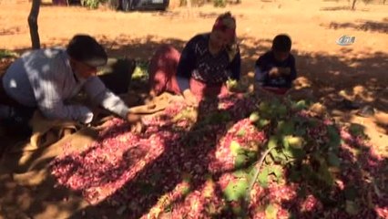 Bayramı Fıstık Toplayarak Geçiriyorlar