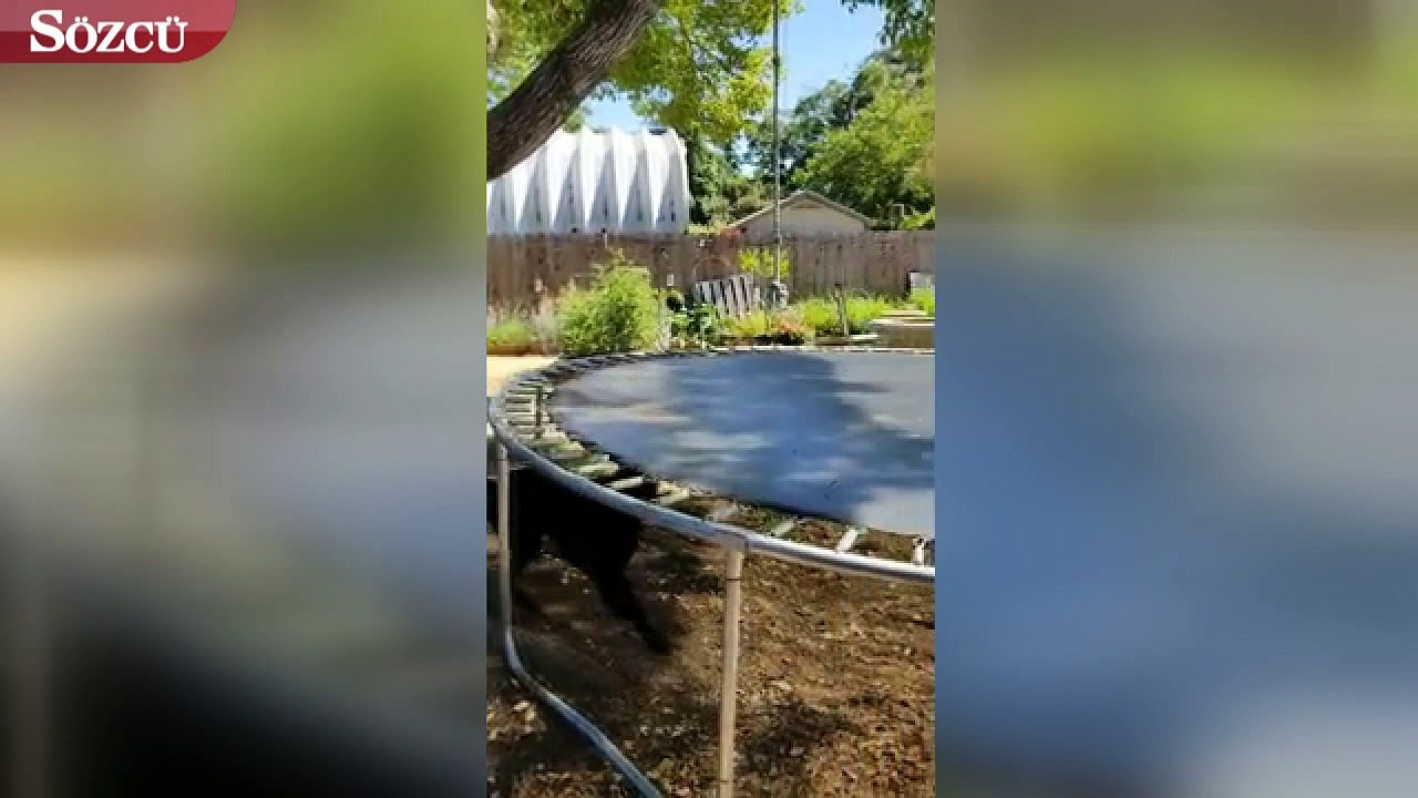 Zeki köpek Bear en çok izlenen videolar arasına girdi