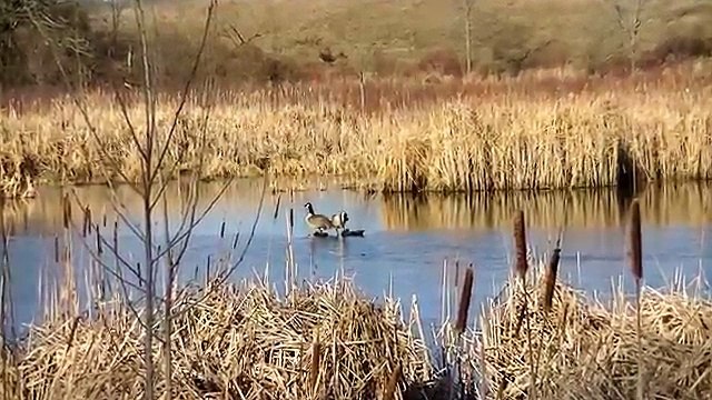 Beautiful new Spring Minnesota Sights and Sounds