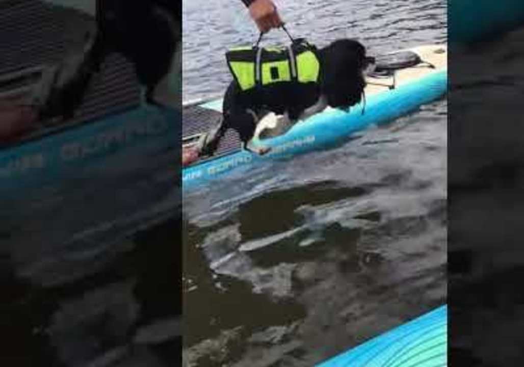 Paddle-Boarding Pooch Tries to Swim in Mid-Air