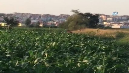 Kurbanlık Boğa 4 Gündür Kayıp