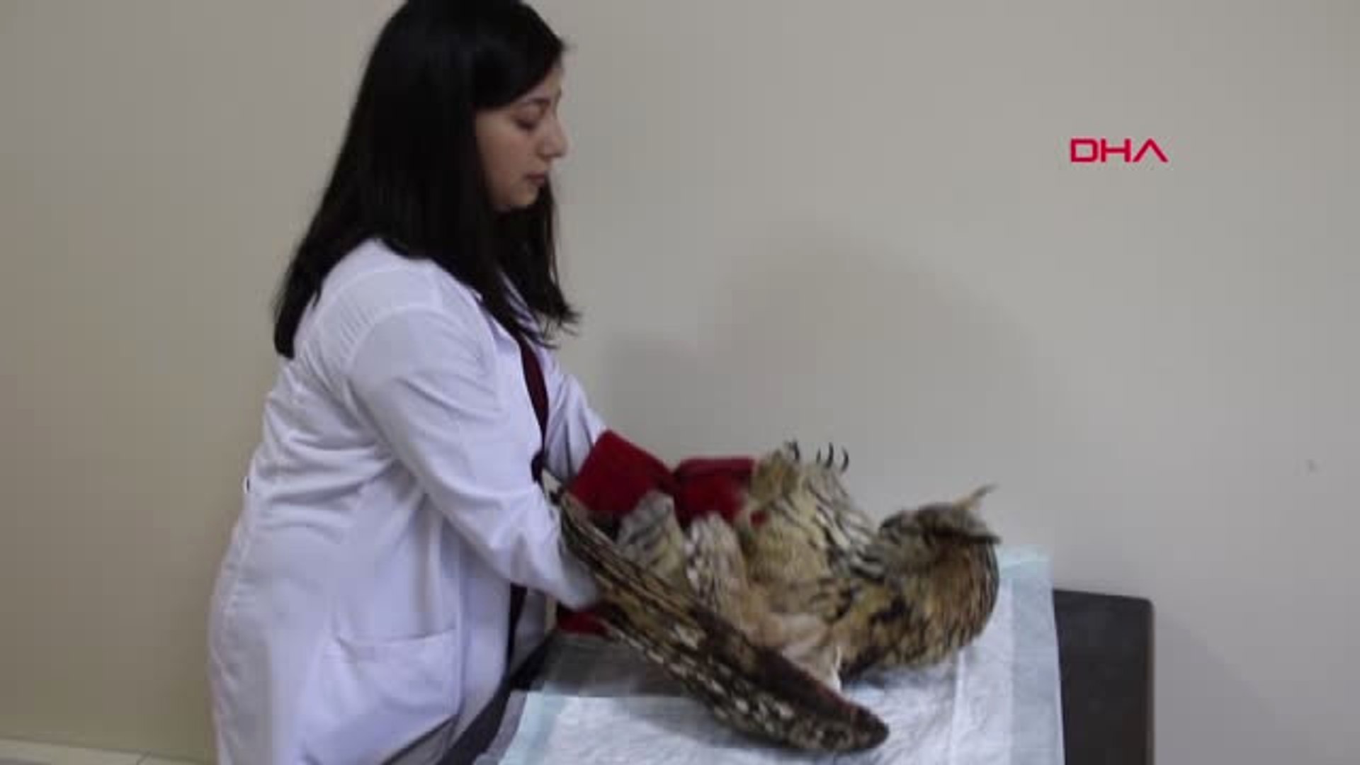 Gümüşhane'de Yaban Hayatı Seferberliği Hd